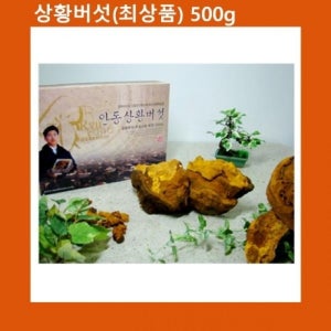 설선물 명절 국산 상황버섯 최상품 500g 천상의 선물세트
