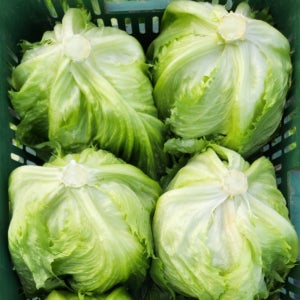 양상추 6통 12통 국산 깐양상추 벌크 개별포장 농장 산지직송 업소용 샐러드용