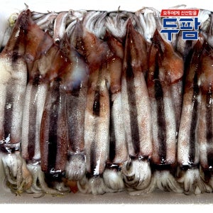 국내산 신진도 울진 오징어 1kg 내외 5마리 10마리 생물 급랭 통오징어