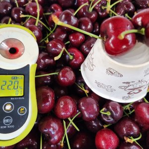 프리미엄 고당도 미국산 생체리 2.5kg 5kg