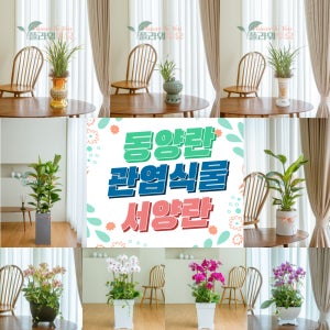 예산개업 행사 승진 이사 취임선물 동양란 서양란 관엽