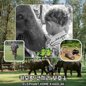 카오락 코끼리 보호소 투어 - 엘레펀트홈카오락 Elephant Home Khao Lak