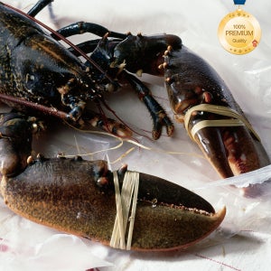 캐나다 살아있는 활 랍스터 크기별 1마리씩 2.3kg, 1개