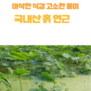 국내산햇흙연근 1kg ,2kg 진공연근채 파지연뿌리