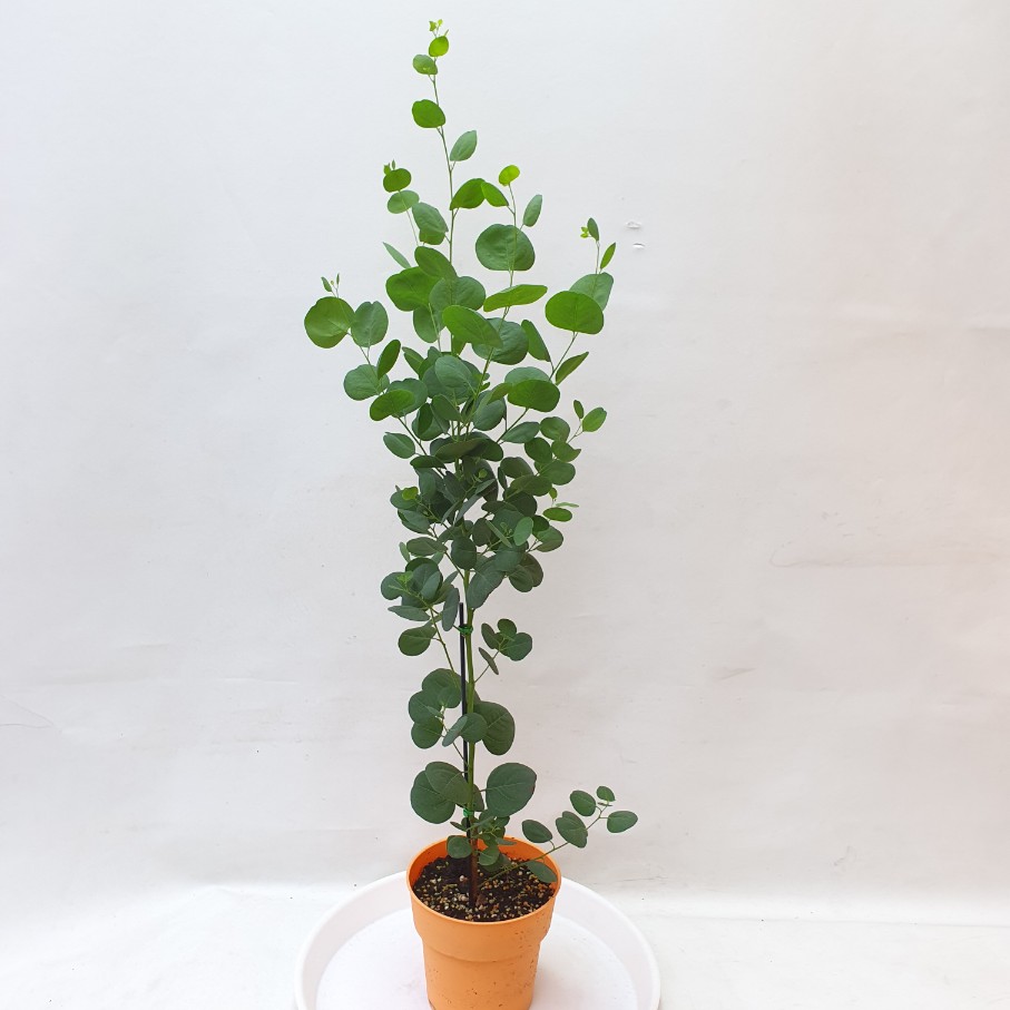 유칼립투스 폴리안 중품 감성 카페식물 공룡꽃식물원