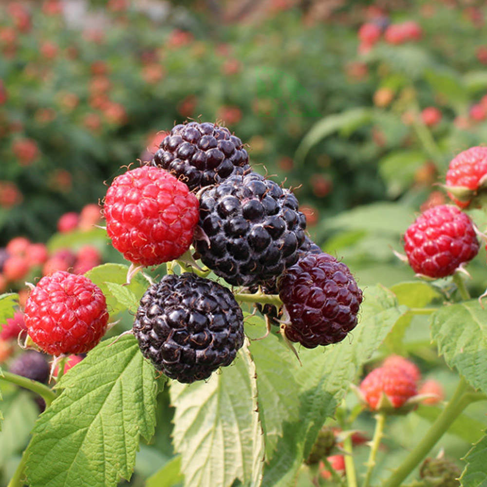 25년 고창 해리농협 햇 토종 <b>복분자</b> 5kg 특품