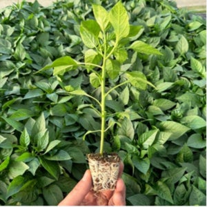 아삭이 고추 모종 안 매운 고추 묘종 베란다 텃밭 집에서 식물 채소 키우기 가꾸기 6개