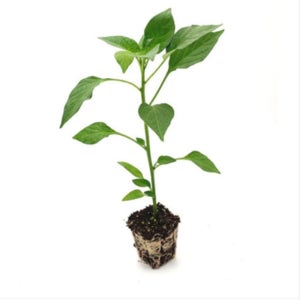 아삭이 고추 모종 안 매운 고추 묘종 베란다 텃밭 집에서 식물 채소 키우기 가꾸기 4개