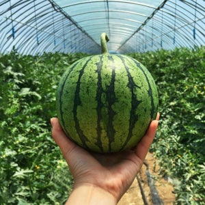 국내산 고당도수박 특품 망고 노란흑수박 애플 수박 못난이