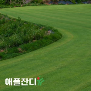 한국잔디 장성 토종 뗏장 떼 정원 최고급 천연롤잔디 40cmⅹ60cm 200장 15평