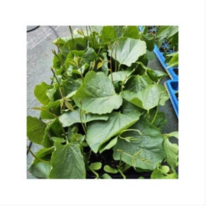 작두콩 모종 차 비염 묘종 효능 베란다 텃밭 집에서 식물 채소 키우기 가꾸기 3개