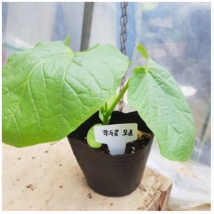 작두콩 모종 차 비염 묘종 효능 베란다 텃밭 집에서 식물 채소 키우기 가꾸기 3개