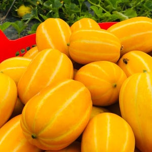제철밥상 아삭한 꿀당도 가정용 성주 참외 3kg