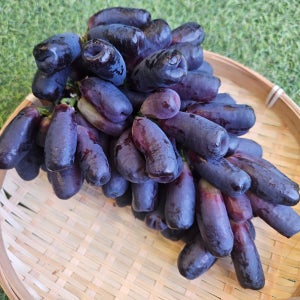 블랙사파이어 국내산블랙사파이어 씨없는포도 가지포도 블랙포도 2KG 4KG