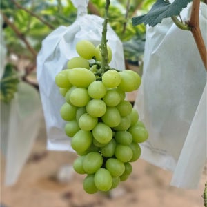 선물용 김천 고당도 샤인머스캣 4kg (4송이-6송이)