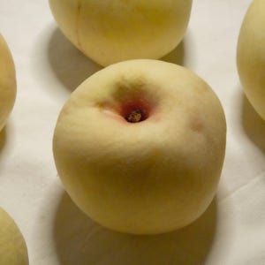 설아 설리 겨울 20브릭스 흠과 특품 복숭아