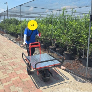 한국 MSP 전동 운반차 전동카트 적재 200kg