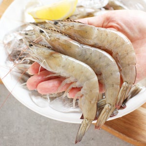 국내산 생물 새우 1kg 35-45미내외 직접 산지조업 출고 흰다리 새우