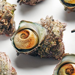 올바담 통영 자연산 제철 뿔소라 1kg 당일조업 산지직송