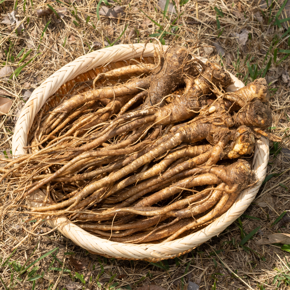 국산 흙 <b>도라지</b> 1kg 약<b>도라지</b>