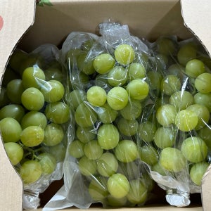고당도 김천 프리미엄 샤인머스켓 0.5kg 1kg 2kg 제철 씨없는 포도