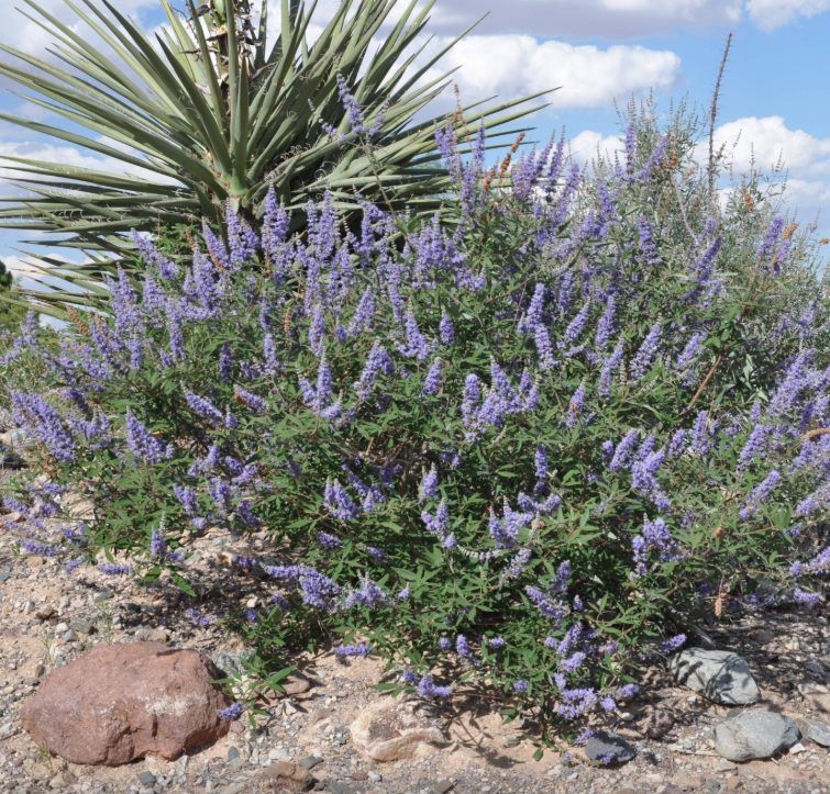 이룸정원 바이텍스 <b>아그누스 카스투스</b> 21cm포트 특대품 꽃나무 향기 조경수 밀원식물