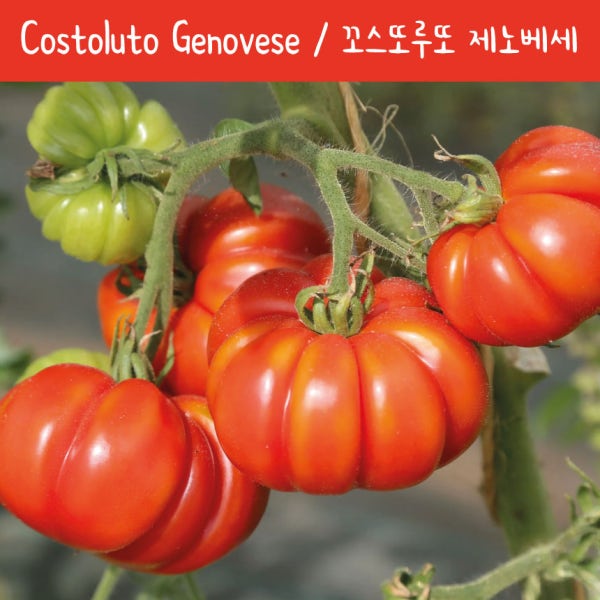 꼬스또루또 제노베세 Costoluto Genovese 달콤한 희귀토마토 교육용 체험용세트