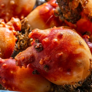 제철밥상 활멍게 손질멍게 돌멍게 400g 1kg