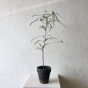 디어그린 바오밥나무 보틀트리 공기정화식물 승진축하화분 희귀 플랜테리어