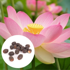 연꽃 씨앗 미니 수련 수반 연꽃 수중 재배 관상용 실내 키우기 씨앗 50개