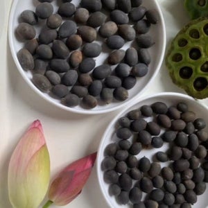 연꽃 씨앗 미니 수련 수반 연꽃 수중 재배 관상용 실내 키우기 씨앗 50개