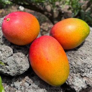 제주 애플망고 미니 소과 중대과 선물용 1kg