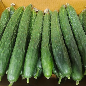 국내산 오이 가시오이 청오이 못난이오이 5kg 10kg