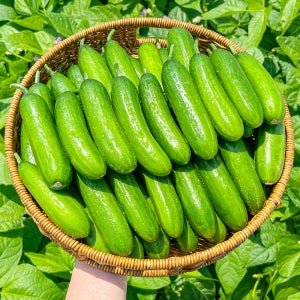 농가살리기 아삭아삭 국내산 미니오이 1kg 2kg