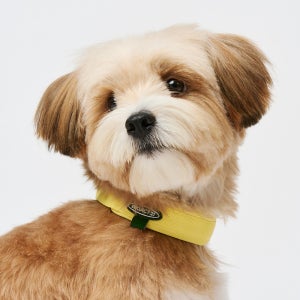 프로젝트21 마틴게일 목 보호 쿠션 목줄 저자극 훈련용 교육용 산책 간편착용 소형견 대형견 S