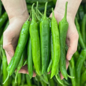 제철밥상 아삭한 오이맛고추(특) 1kg