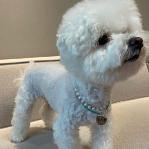 포르투나 스와로브스키 진주 가죽 체인 강아지 목걸이 핸드메이드 고급 넥리스 인식표