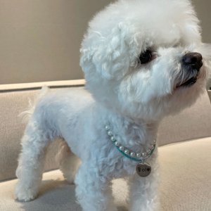 포르투나 스와로브스키 강아지 진주 목걸이 핸드메이드 고급 넥리스 인식표