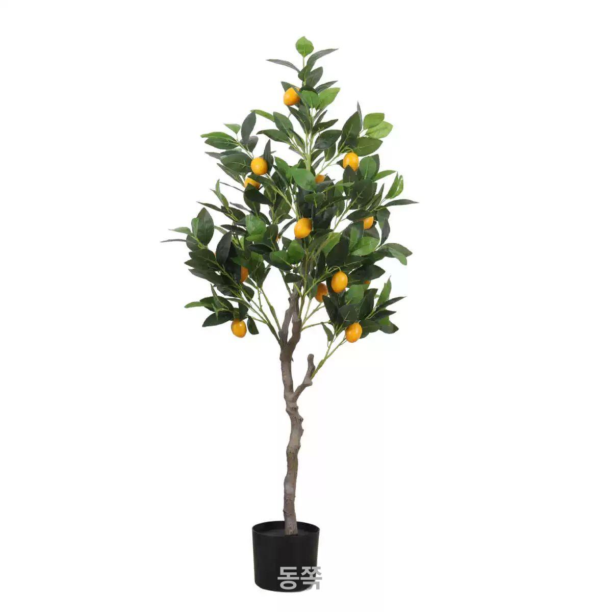 특대형 낑깡나무 조화 대형 귤나무 금귤 유주나무 150cm 레몬나무