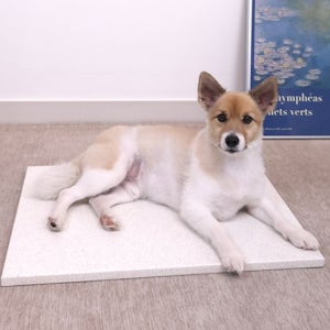 대형견 대리석 쿨매트 강아지 대리석 침대 애견 돌침대