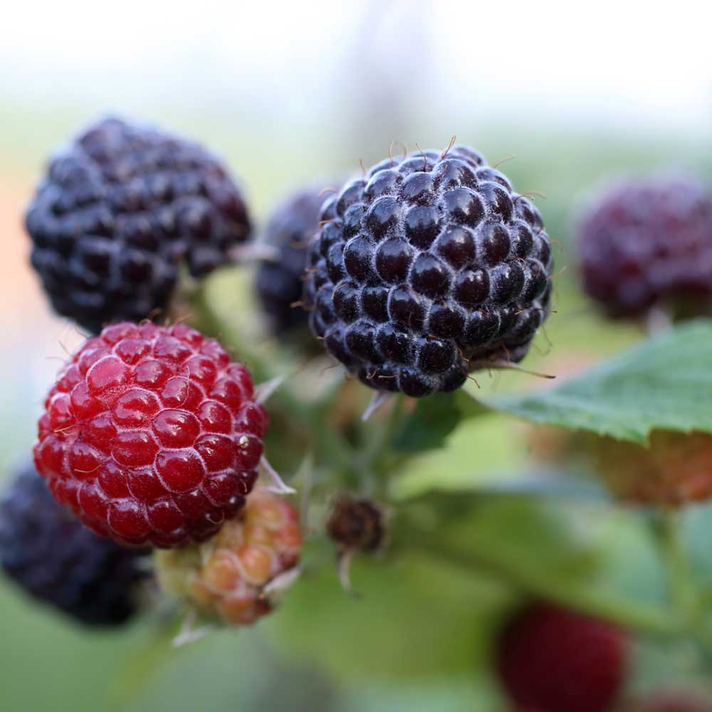 [신선급냉] 햇 토종<b>복분자</b> 급냉 산지직송 벌크포장 아이스박스 3kg, 1개