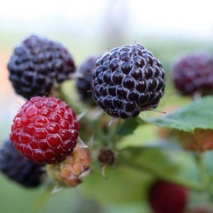 [신선급냉] 햇 토종복분자 급냉 산지직송 벌크포장 아이스박스 3kg, 1개