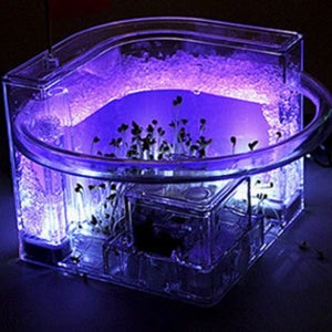 개미 키우기 곤충 관찰 채집 개미집 관찰하기 사육장 키트