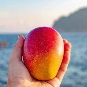 제주애플망고 프리미엄 선물용 3kg 키로 킬로