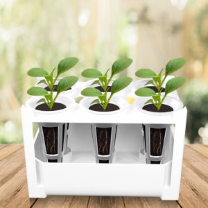 수경재배키트 6구 투명 케이스 물통 생육 모던박스 실내텃밭 베란다 조경 채소재배기 세트