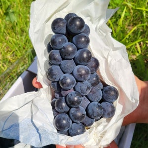 김제백구포도 백구포도 캠벨 2KG 4KG 5KG