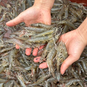 국산 제철 흰다리새우 1kg 급냉 대하 활새우 왕새우 냉동 새우철