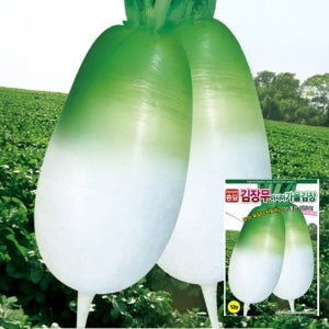 아시아종묘 가을 김장무 씨앗 12g 맛좋고 단단한 육질의 고수확 무 종자