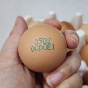 난각번호1번 계란 자연방사 유정란 알당50g내외 대란 HACCP 무항생제 무살충제 후기증명