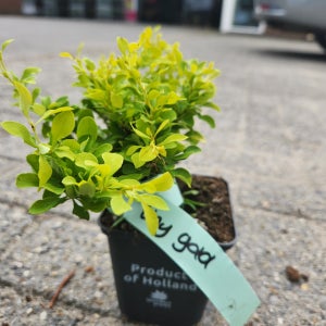 매자나무 노랑색 타이니골드 18cm 조경수 특묘 JB